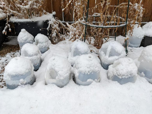 Sowing Colorado native seeds in milk jugs over the winter