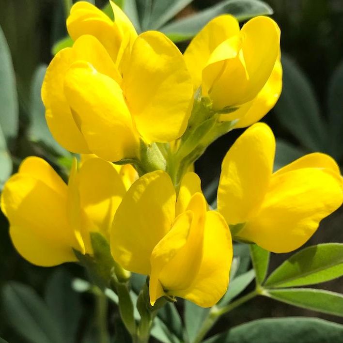 Early Colorado native wildflower spring bloomer Thermopsis divaracarpa (Spreadfruit Goldenbanner)