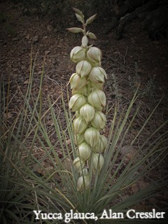 Soapweed yucca (Yucca glauca) is a striking, architecturally-beautiful native shrub with fragrant off-white flowers in the summer.