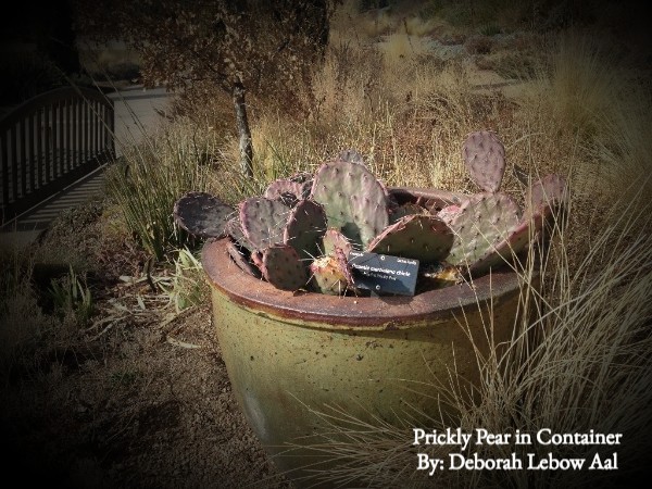 Prickly pear planted in a container garden.