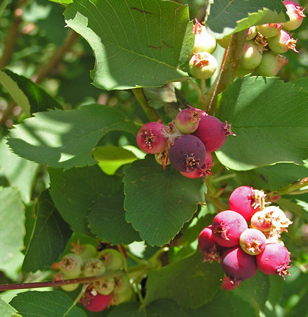 Amelanchier alnifolia berries ripening.  Photo courtesy of swcoloradowildflowers.com.