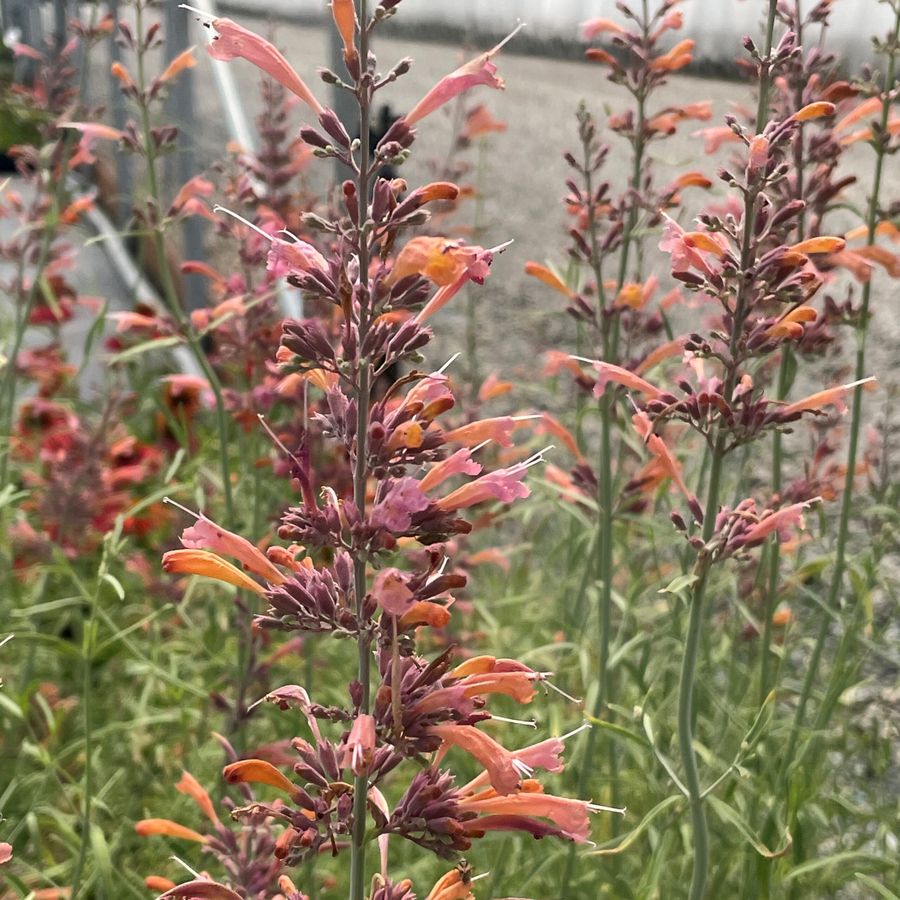 The orange and pink blooms on Sunset hyssop (Agastache rupestris).  