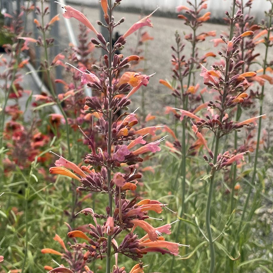 Using Containers for Colorado Native Plants - Wild Ones Front Range Chapter