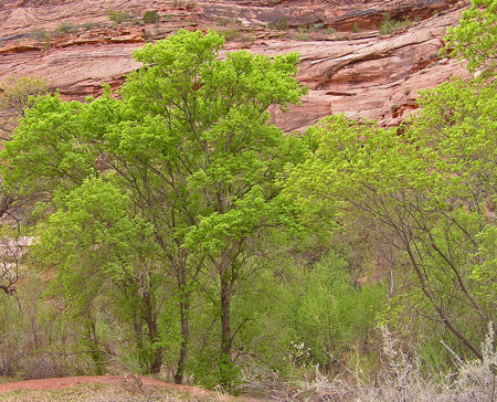 Stand of Acer negundo in Colorado's Canyon Country.  Photo courtesy of swcoloradowildflowers.com.