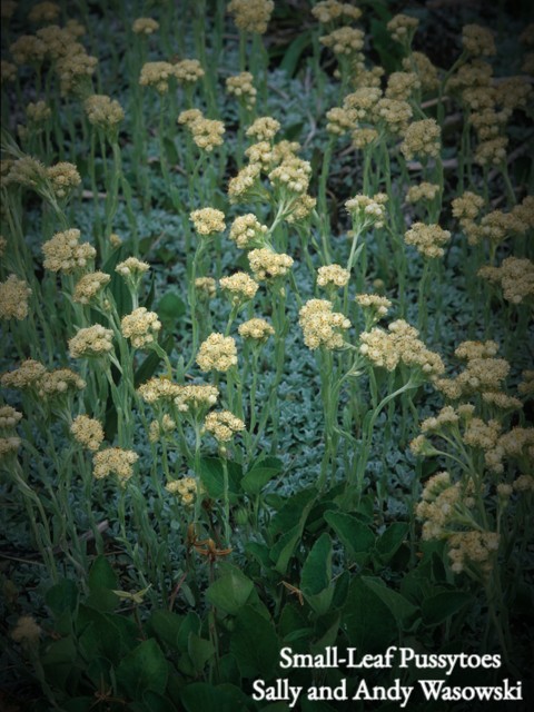 Small-leaf pussytoes (Antennaria parvifolia) grows low tot he ground and has evergreen foliage for year round interest.