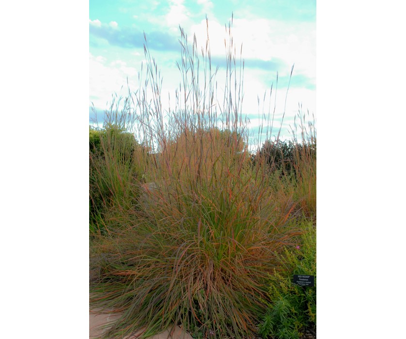 Big Bluestem (Andropogon gerardii).  Photo courtesy of waterwiseplants.org.