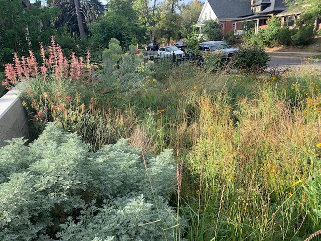 Colorado native prairie garden design in a home landscape