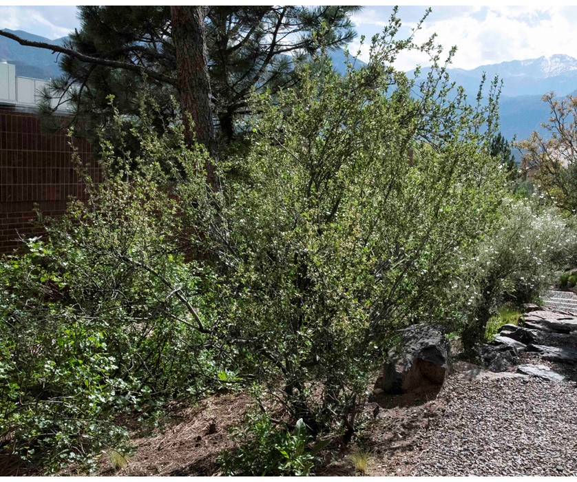 Mountain mahogany (Cercocarpus mountanus) at the Colorado Springs Xeriscape Demonstration Garden.  Photo courtesy of waterwiseplants.org.