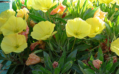 Low growing Missouri evening primrose (Oenothera macrocarpa) with its vibrant yellow blooms. 