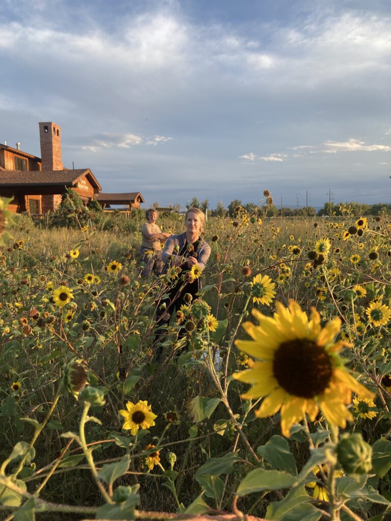 Collecting Colorado native seed in a field of sunflowers