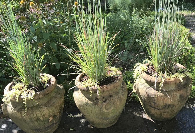 Little bluestem (Schizachyrium scoparium) grass planted in pots provide year round interest. 