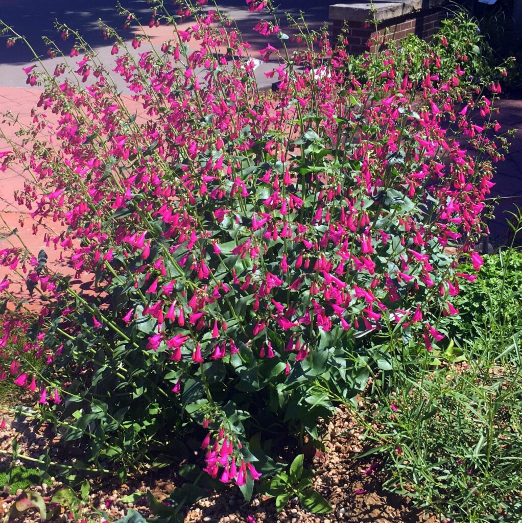 The deep purple flowers of long-blooming Desert beardtonge (Penstemon pseudospectablis). 