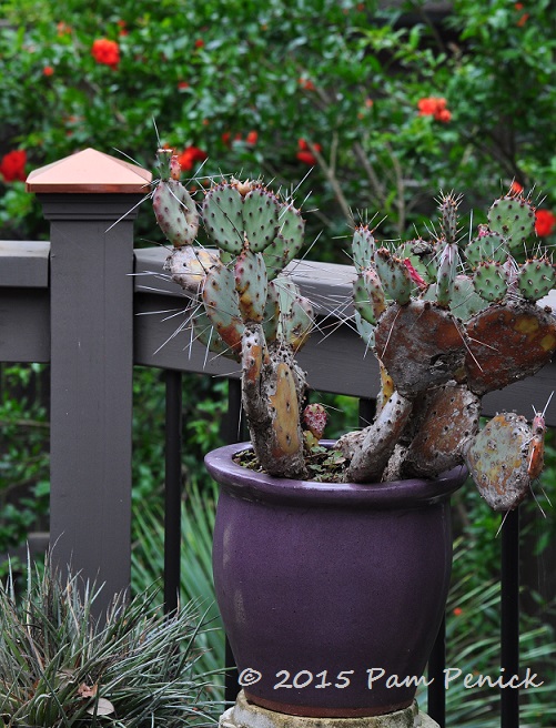 Prickly pear is ever green or purple, providing great interest in a container.