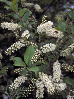 Chokecherry (Prunus virginiana) in bloom.  Photo by Sally and Andy Wasowski courtesy of wildflower.org.