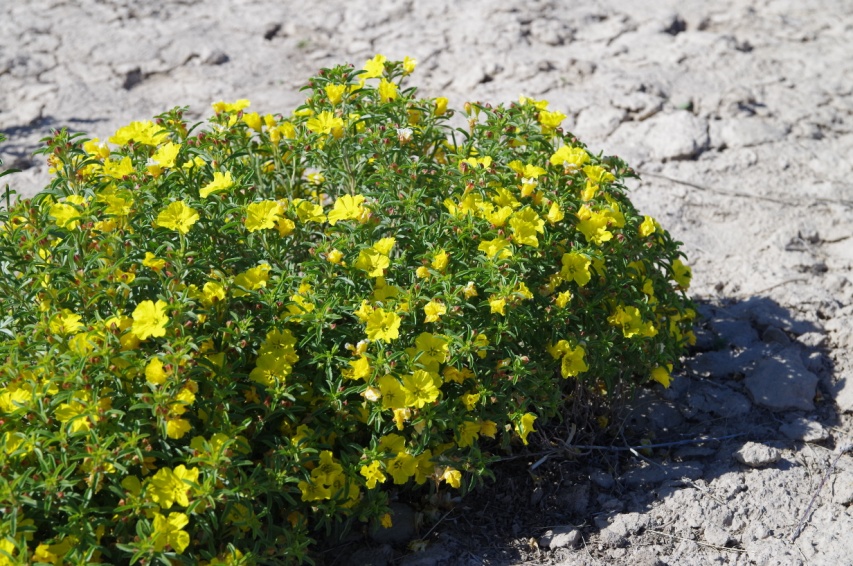 Long blooming Yellow sundrops (Calyophus serrulatus). 