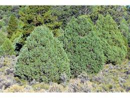 A grouping of Juniperus scopulorum (Rocky mountain juniper).  Photo by James L. Reveal courtesy of wildflower.org.