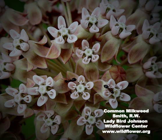 Common milkweed plant for monarch butterflies
