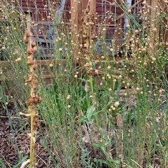 Rocky Mountain Penstemon (Penstemon strictus) and Wild Blue Flax (Linum lewisii) with ripe seeds

