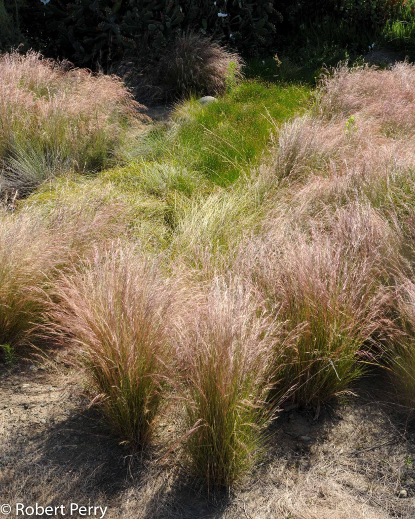 Grouping of Purple threeawn (Aristada purpurea).  Photo courtesy of waterwisegardenplanner.org.