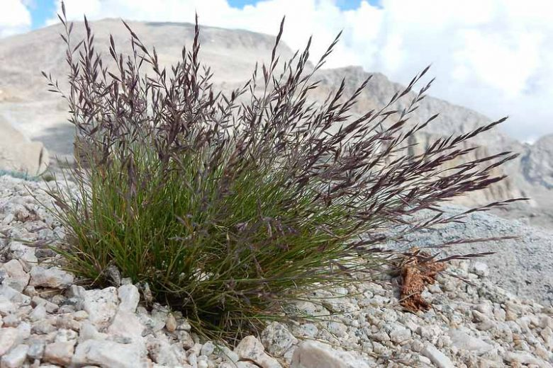 Idaho Fescue (Festuca idahoensis).