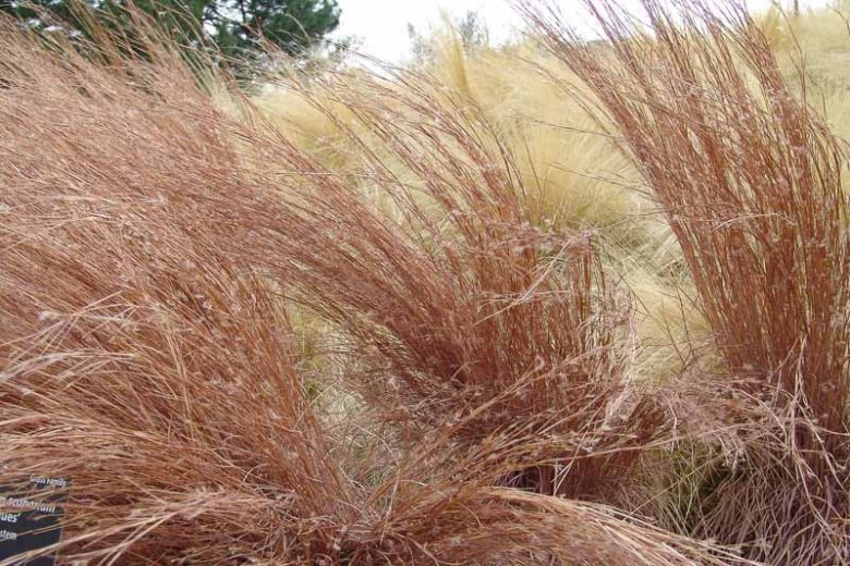 Little Bluestem (Schizachyrium scoparium) blowing in the wind.  Photo courtesy of gardenia.net.