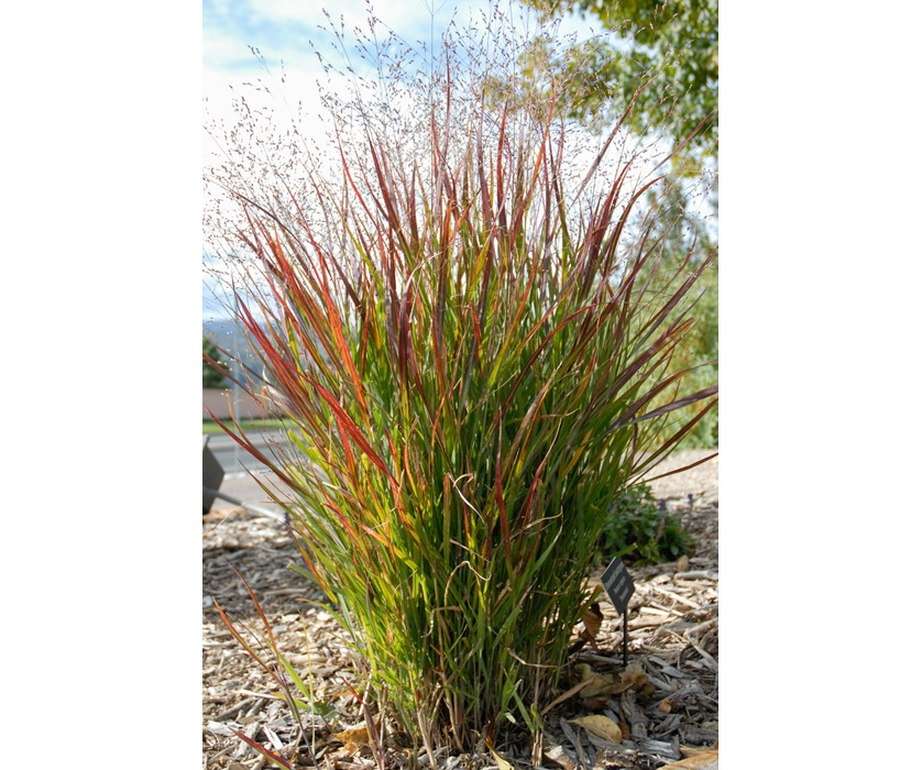 Switchgrass (Panicum virgatum).  Photo courtesy of waterwiseplants.org.