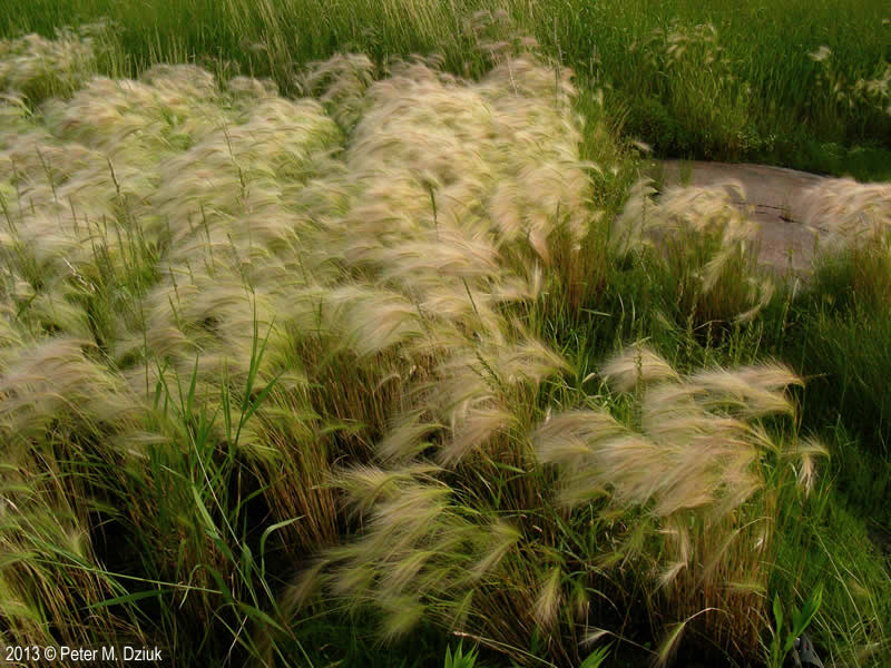 Foxtail barley (Hordeum jubatum) in the breeze. Photo courtesy of minnesotawildflowers.info.