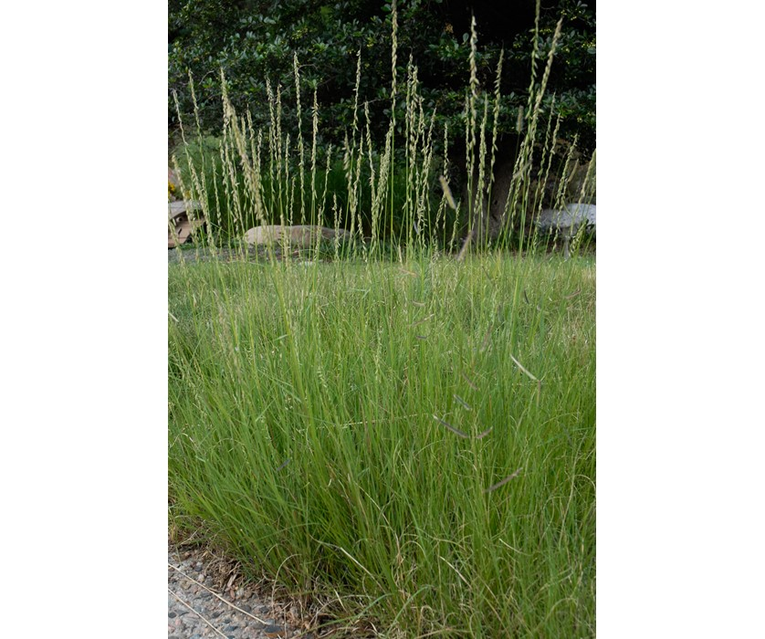 Sideoats grama (Bouteloua curtipendula).  Photo courtesy of waterwiseplants.org.