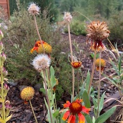 Gaillardia seed heads