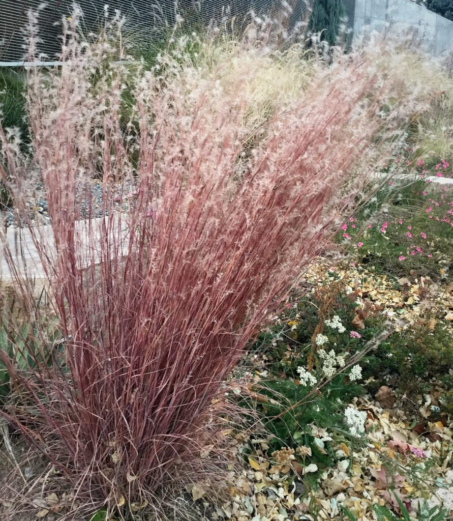 Colorado native grass Schizachyrim scoparium (Little bluestem) turns red in the fall.