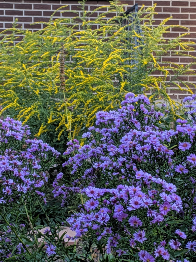 Solidago in the background with asers up front.  Photo by Jenifer Heath.