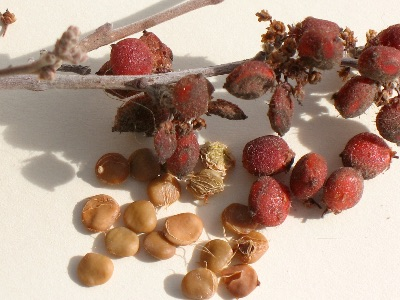 Rhus trilobata seeds.  