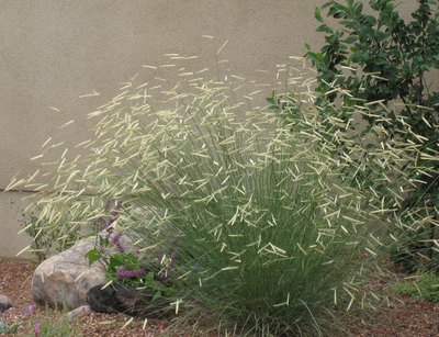 Blonde ambition blue grama grass (Bouteloua gracilis) with its chartreuse eyelash blooms provides outstanding winter interest.  