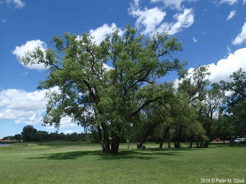 Mature Peachleaf willow tree.