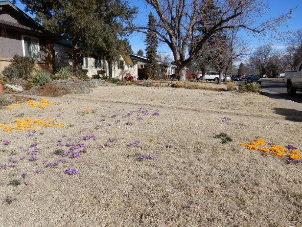 Buffalo grass stays brown longer in spring.  Photo by RIchard Phillips.