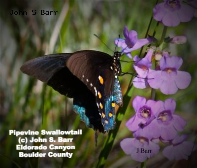 Pipevine swallowtain butterfly Eldorado canyon Boulder county