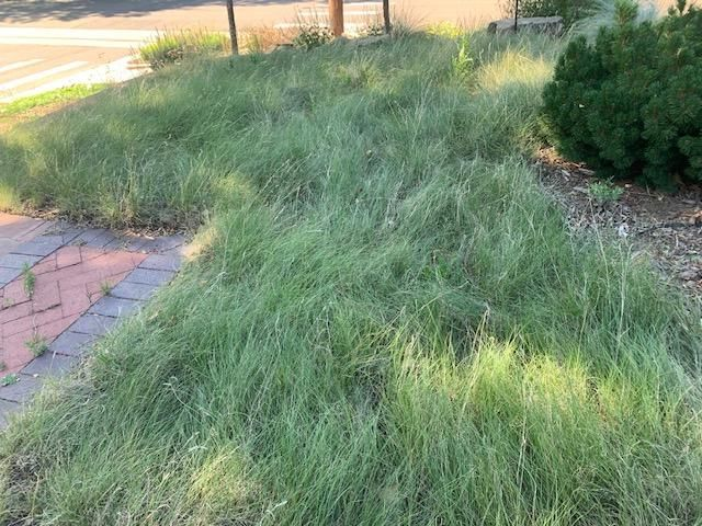 Blue grama grass "lawn".