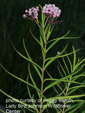 Asclepias incarnata, swamp milkweed