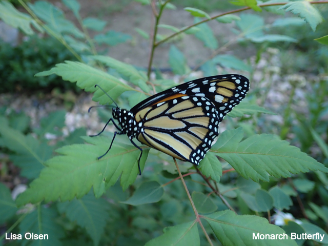 Monarch butterfly