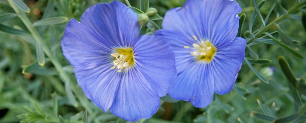 Linum lewisii (Blue flax) blooms 