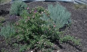 Rosa woodsii (Wood's rose) in the landscape.  Photo courtesy of landscapeplants.oregonstate.edu.