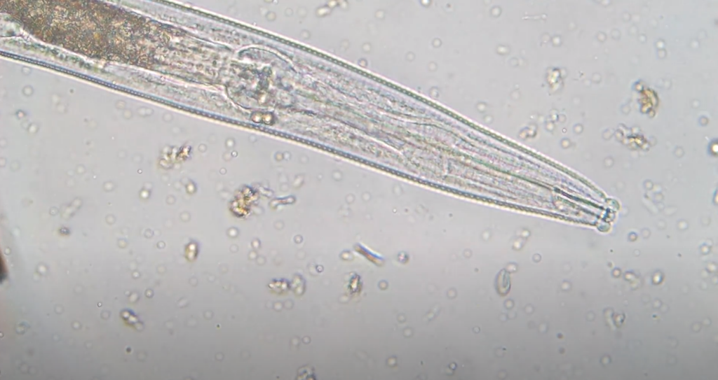Bacterial-feeding nematode.  Image taken through the author's microscope.