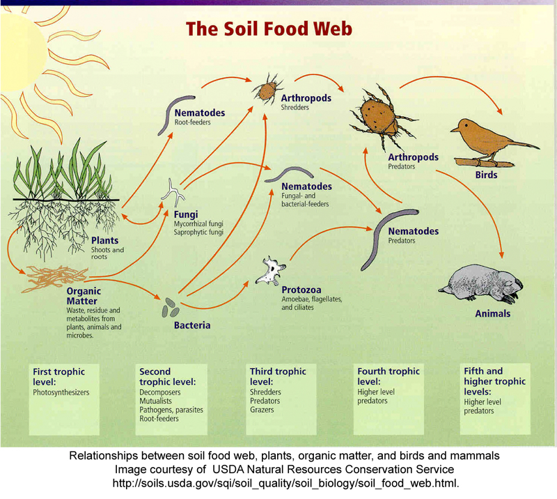 Relationships between soil food web, plants, organiz matter, and birds and mammals.
