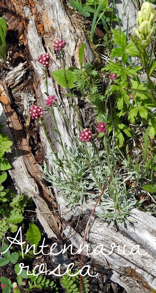 Colorado native plant - Pink pussytoes (Antennaria rosea)