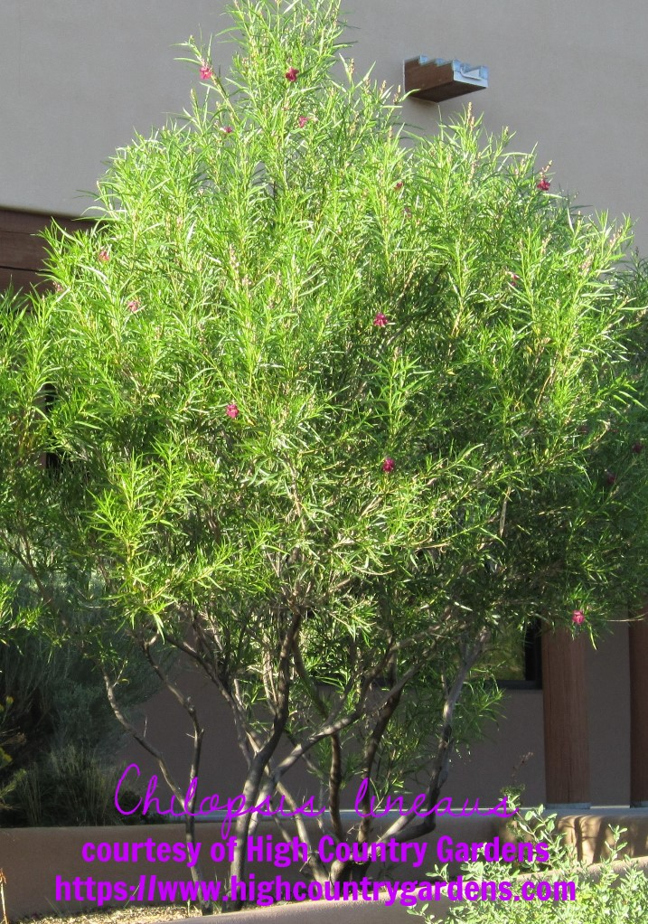 Colorado native plant - Desert Willow, Chilopsis lineaus