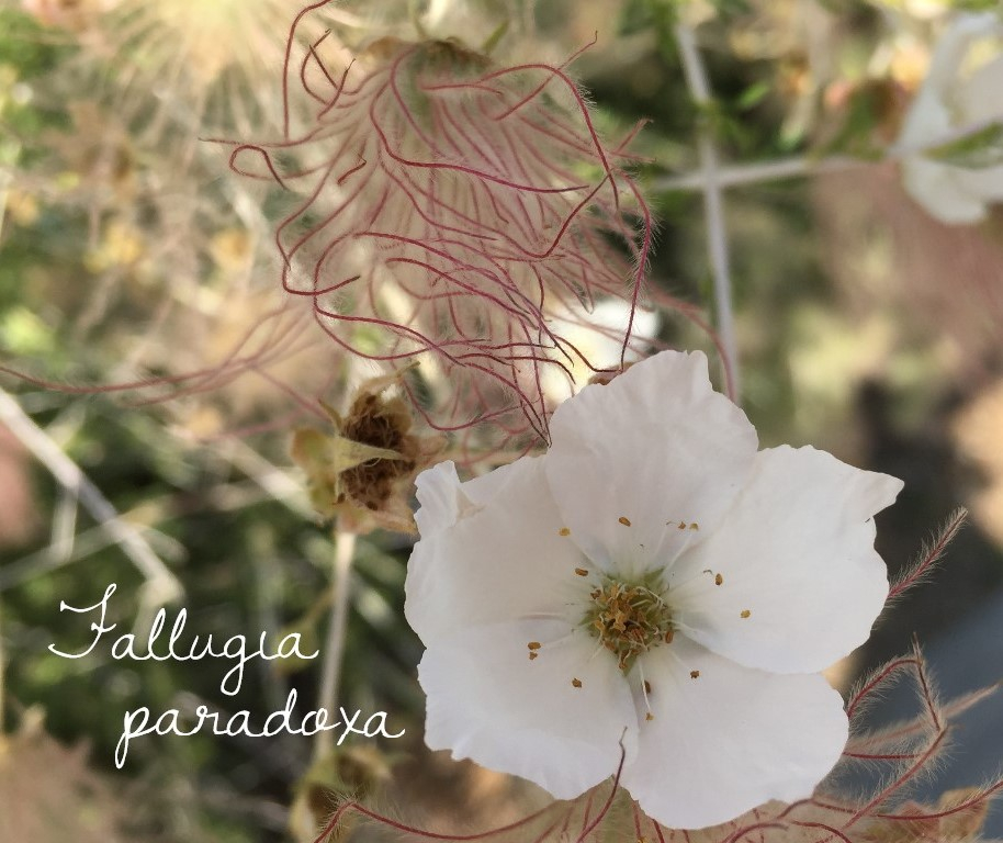 Colorado Native Plant - Apache Plume (Fallugia paradoxa)