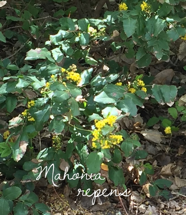 Colorado native plant - Mahonia repens