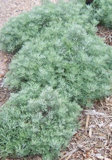 A mature Artemisia frigida growing in Colorado.