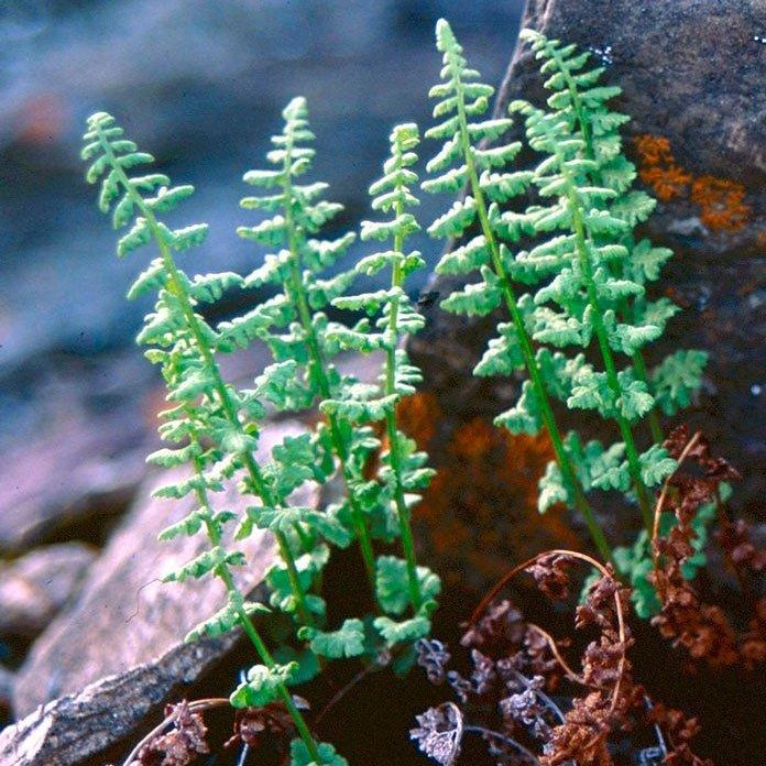 Bladder fern in rocky crevices