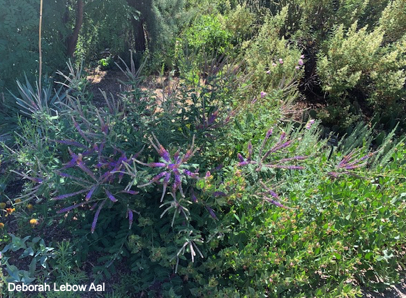 Leadplant (Amorpha canescens) in bloom at Laura Smith Porter Plains garden at DBG.